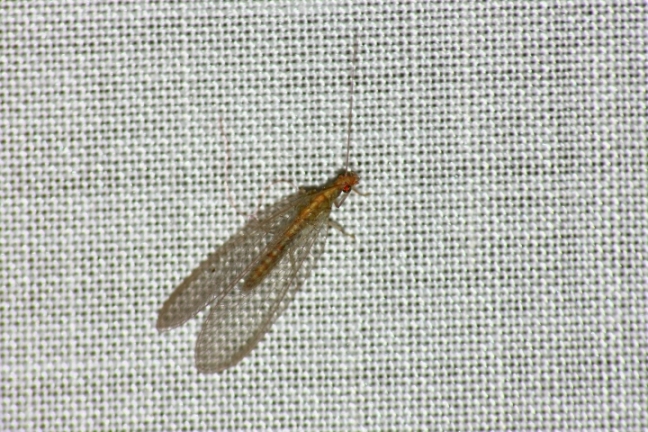 Chrysoperla